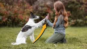 How To Teach Your Dog To High Five - Professional Dog Training Tip