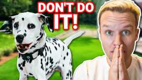 THIS IS EXACTLY WHY YOUR DOG WON'T LISTEN TO YOU!