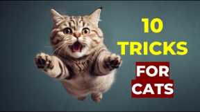 10 Amazing Cat Tricks You Can Train Them To Do