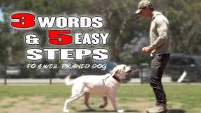 5 EASY Steps to Successful DOG Training - Using only 3 words