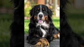 5 Tricks to Teach Your Dog That Look Cute in Pictures 📸 #bernesemountaindog #dogtricks #cutedog