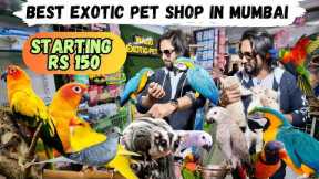 Exotic pet shop in Mumbai | Delivery Anywhere in India | Birds | Cats & More | Wajid Exotic Pet Shop