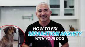 Cesar Explains How To Fix Separation Anxiety With Your Dog