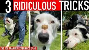 How to Train 3 RIDICULOUS Dog Tricks FAST!