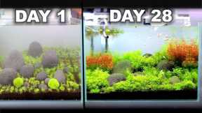 Growing A Beautiful Aquarium in 28 Days