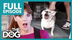 Small Dog with Big Attitude Bites his Owners!😱 | Full Episode | It's Me or The Dog