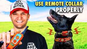 E collar training for beginners/How to train a dog using the remote collar!