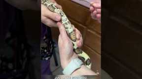 🐍 Snake GENDER REVEAL! 🩷💙 How to probe a snake and determine whether its male or female