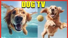 Relax Your Dog TV. Entertainment Virtual Dog TV with Calming Music. 12 Hours of Dog Videos for Dogs
