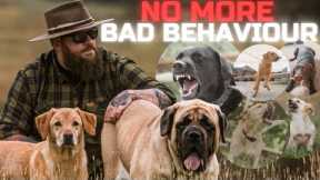 How To Solve The Most Common Problem Dog Behaviours