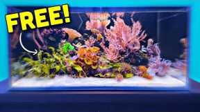 New Corals for the EASIEST Reef Tank Setup