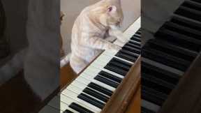 Cat Plays Piano! 🎹 #cats #piano