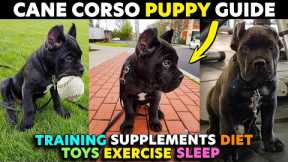 Cane Corso Puppy Starter Guide EVERYTHING You Need To Do When You Get Your Puppy #puppy #canecorso