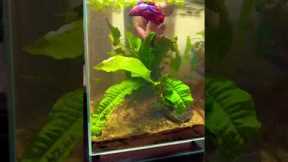 Cleaning up Steve the Betta’s tank (speedrun) #shorts #aquarium #cleaning