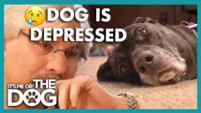 Owner Doesn't Know How to Handle Depressed Dog!😢 | It's Me or the Dog