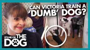 Can Victoria Train this dog that is 'Lacking in Smarts' | It's Me or The Dog