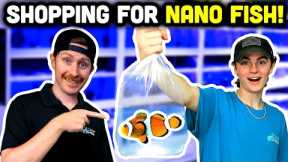 Adding NEW FISH to the Top Shelf Nano Tank!