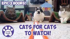 Cats Videos For Cats To Watch With Sound ➙ EPIC 3 HOURS! * Cats Playing * Entertainment For Cats