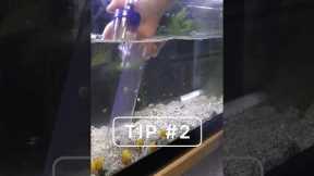 Two tips to clean your aquarium like a PRO!