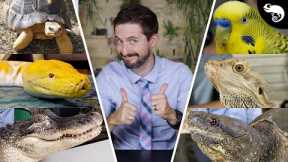 What is THE BEST pet reptile?