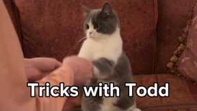 Todd Proving that Even Less Intelligent Cat Breeds Can be Trained