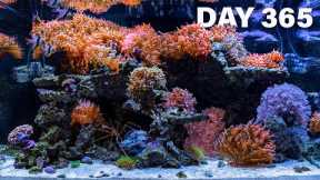 365 Days to Make a Saltwater Coral Reef Fish Tank