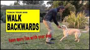Teach Your Dog to Walk Backwards - Robert Cabral Dog Training