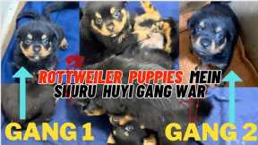 Rottweiler Puppies Mein Shuru Ho Gayi Gang War: 2 Gangs Ban Chuki Hain | Puppies Mein Ladaai Ho Gayi