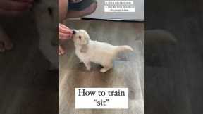 How to Train sit to your puppy!