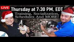 The December Dog Training Problem (LIVE Q&A)