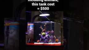 How Much Does a New Saltwater Aquarium Really Cost?