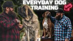 Dog Training I Do Everyday With All My Dogs