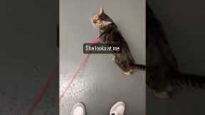 I Taught My Cat to Walk on a Leash