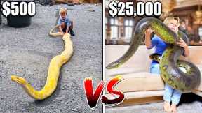 Most Expensive VS Least Expensive GIANT Snake!