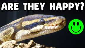 How Do I Know if My Ball Python is Happy & Healthy?