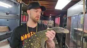 How to Ultrasound and Breed Croc Monitors