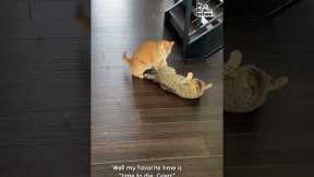 Funny Cat Pulls Off Sneak Attack!