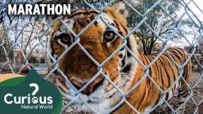 Surviving in Captivity: The Story of Predator Pets | Mega Marathon