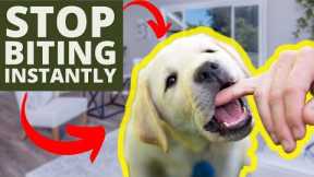 How To Stop Puppy Biting Instantly