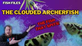 Freshwater Archerfish: EVERYTHING you need to know! Complete care guide.