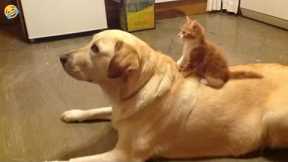 FUNNY CATS and DOGS & other ANIMALS 🐱🐶? New Funniest Animals Videos 2024