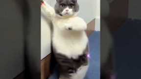 CUTE CAT DANCE  |Cats and Dogs | cat lover | #pet #funnyshorts