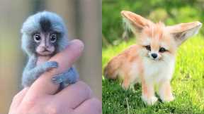 15 Cutest Exotic Animals You Can Own As Pets