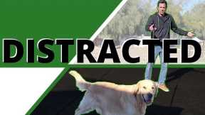 How to Walk your Distracted, Wandering Dog. Learn to Manage the Pulling, Sniffing, Peeing & Insanity