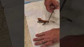 Crested Gecko Tail Drop