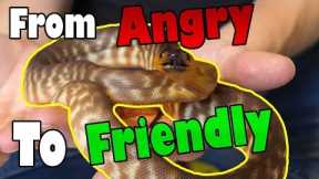 How to Tame an Aggressive Snake