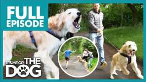 Lurcher is Completely Uncontrollable when Walking😬 | Full Episode | It's Me or the Dog
