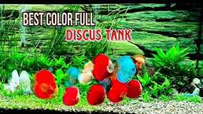 Best Fresh water fish - Best colorfull Aquarium Fish tank - Best colorful Discus Fish Tank