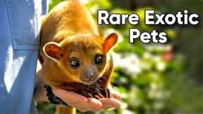 Most Unusual Animals People Keep As Pet | Rare and Unique Exotic Pets