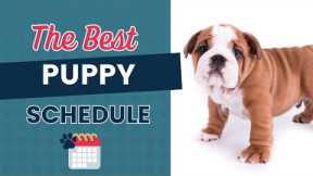 The Puppy Schedule For New Dog Owners